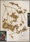 Foto von Salix eriocephala var. watsonii (Bebb) Dorn